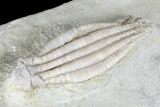 Crinoid (Scytalocrinus) Fossil - Crawfordsville, Indiana #99918-2